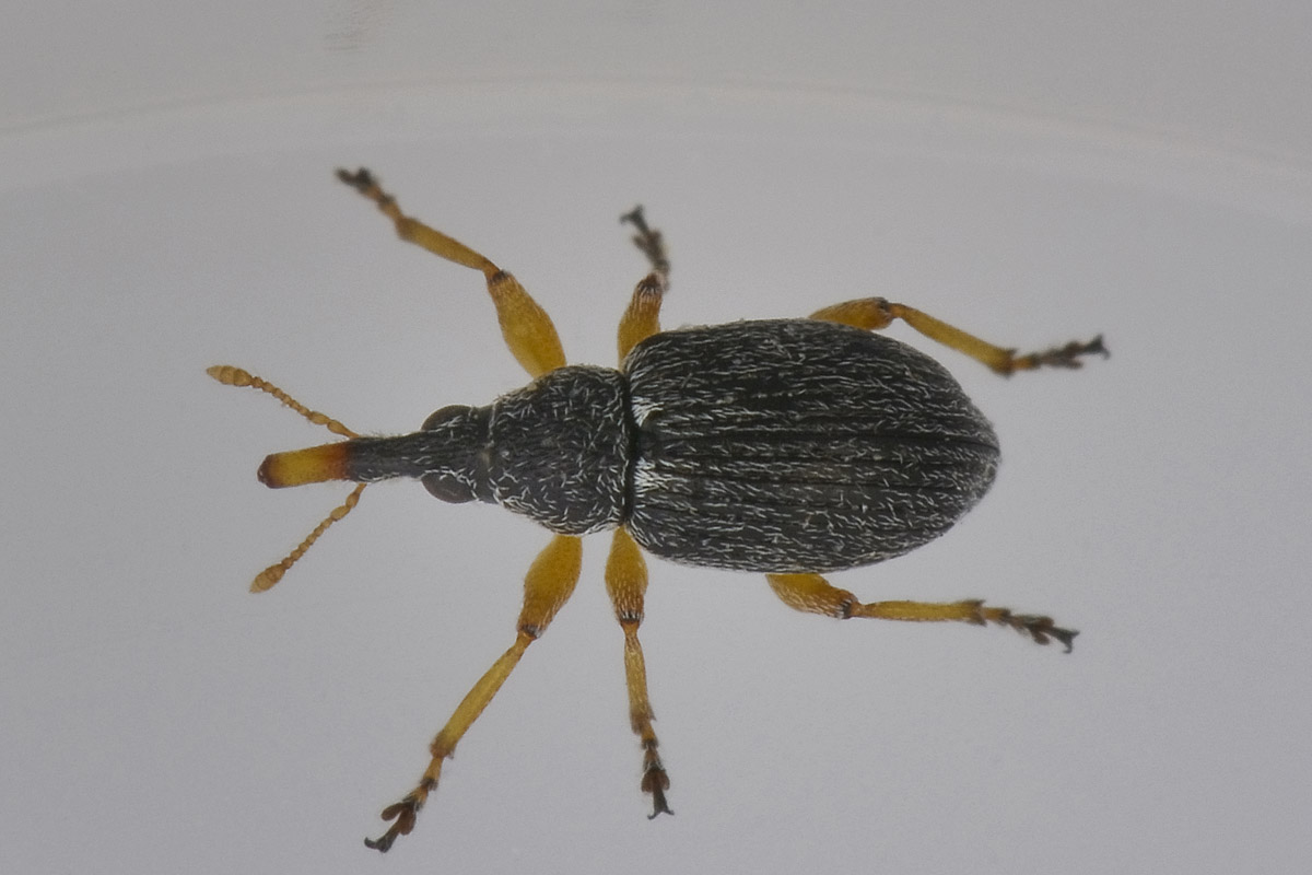 Pseudapion rufirostre - Apionidae